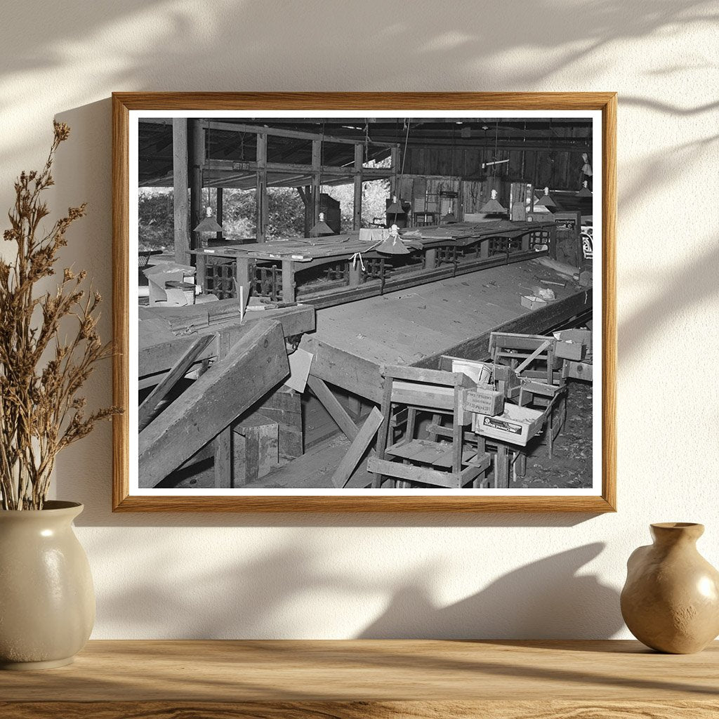 Packing Shed Scene in Placer County California 1940