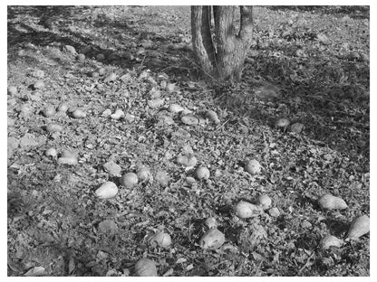 1940 Vintage Image of Rotting Pears in Placer County