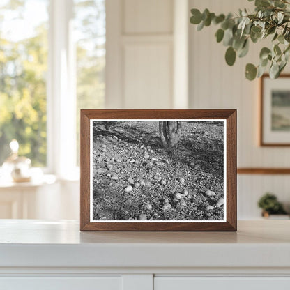 1940 Vintage Image of Rotting Pears in Placer County