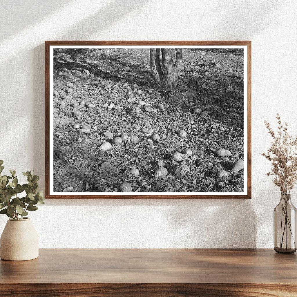 1940 Vintage Image of Rotting Pears in Placer County