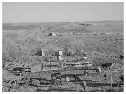 Farmstead and Farmland in Almena Kansas January 1941