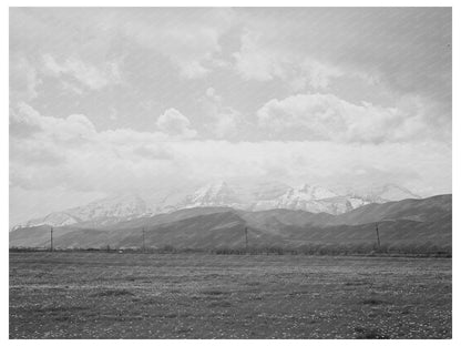 Uinta Mountains and Dandelions Heber Utah May 1941