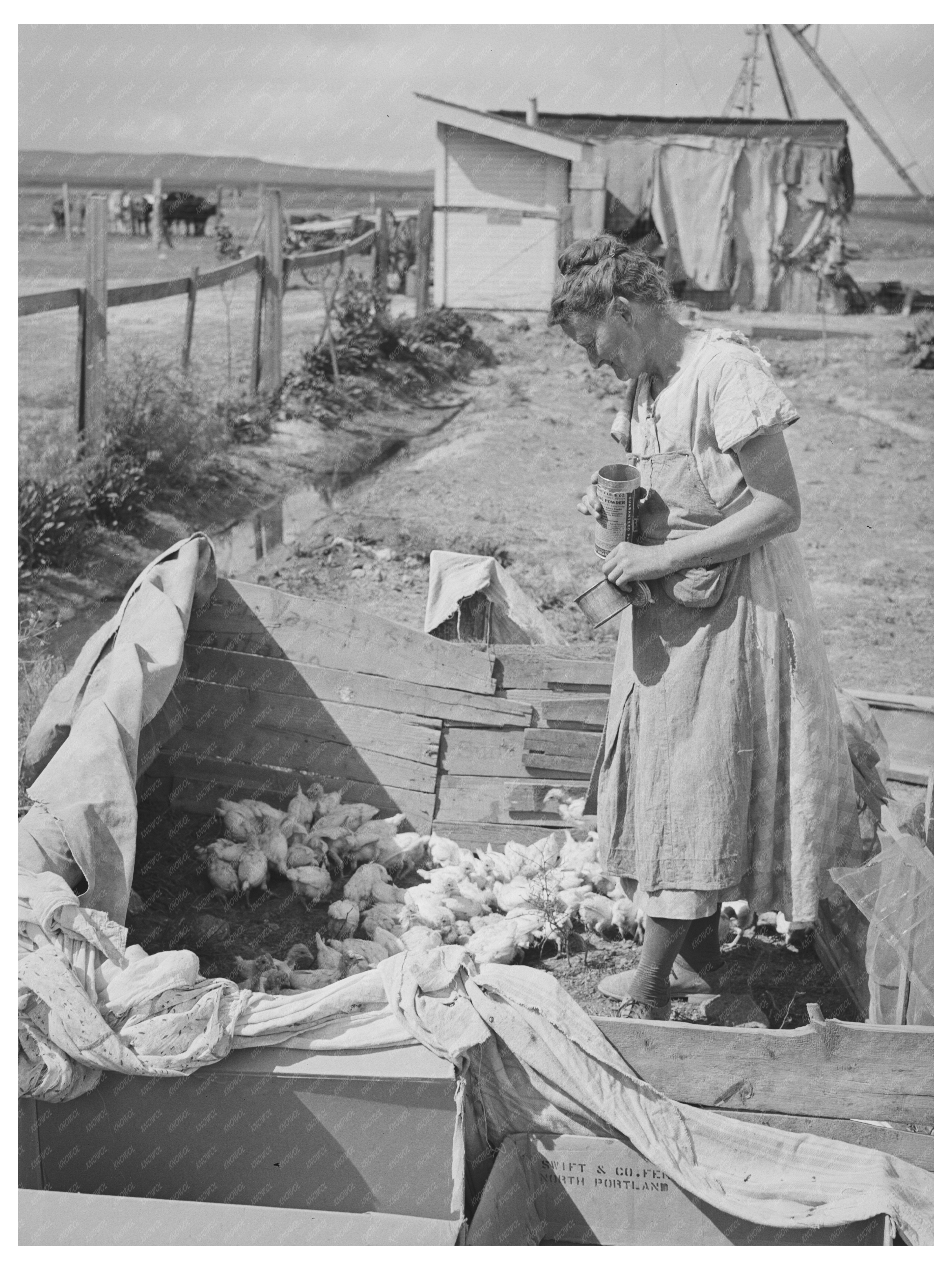 Mrs. Free with Chickens in Dead Ox Flat Oregon 1941