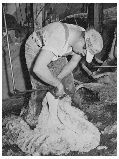 Sheep Shearing in Malheur County Oregon May 1941