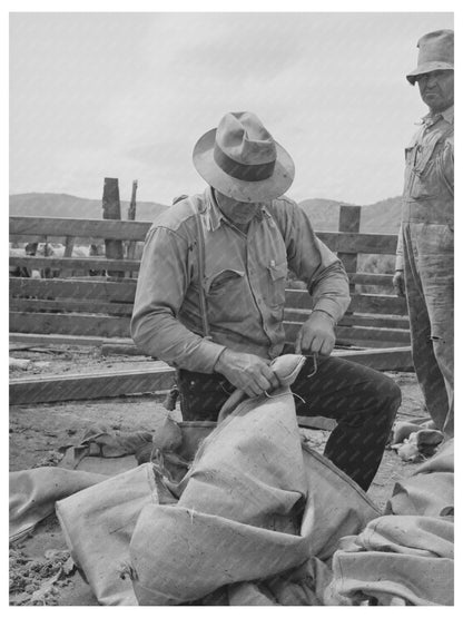 Wool Collection Preparation in Malheur County Oregon 1941