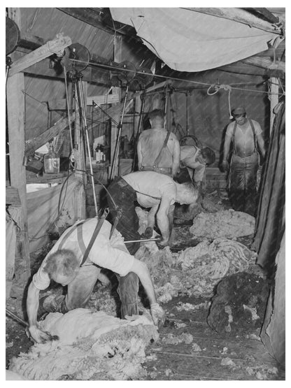 Sheep Shearing Process in Malheur County Oregon 1941