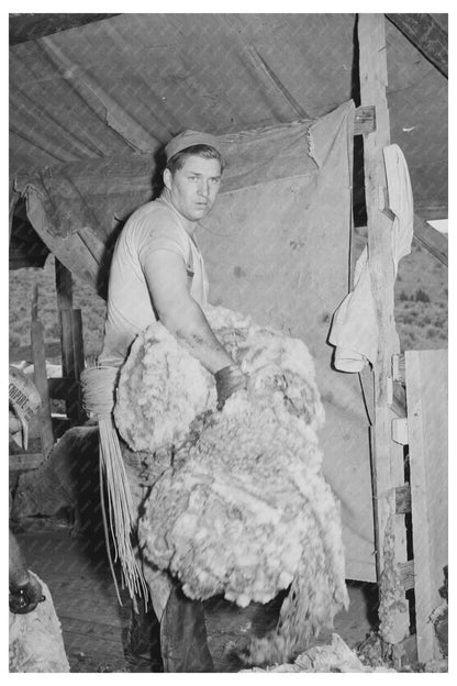 Sheep Shearing at Malheur County Ranch May 1941