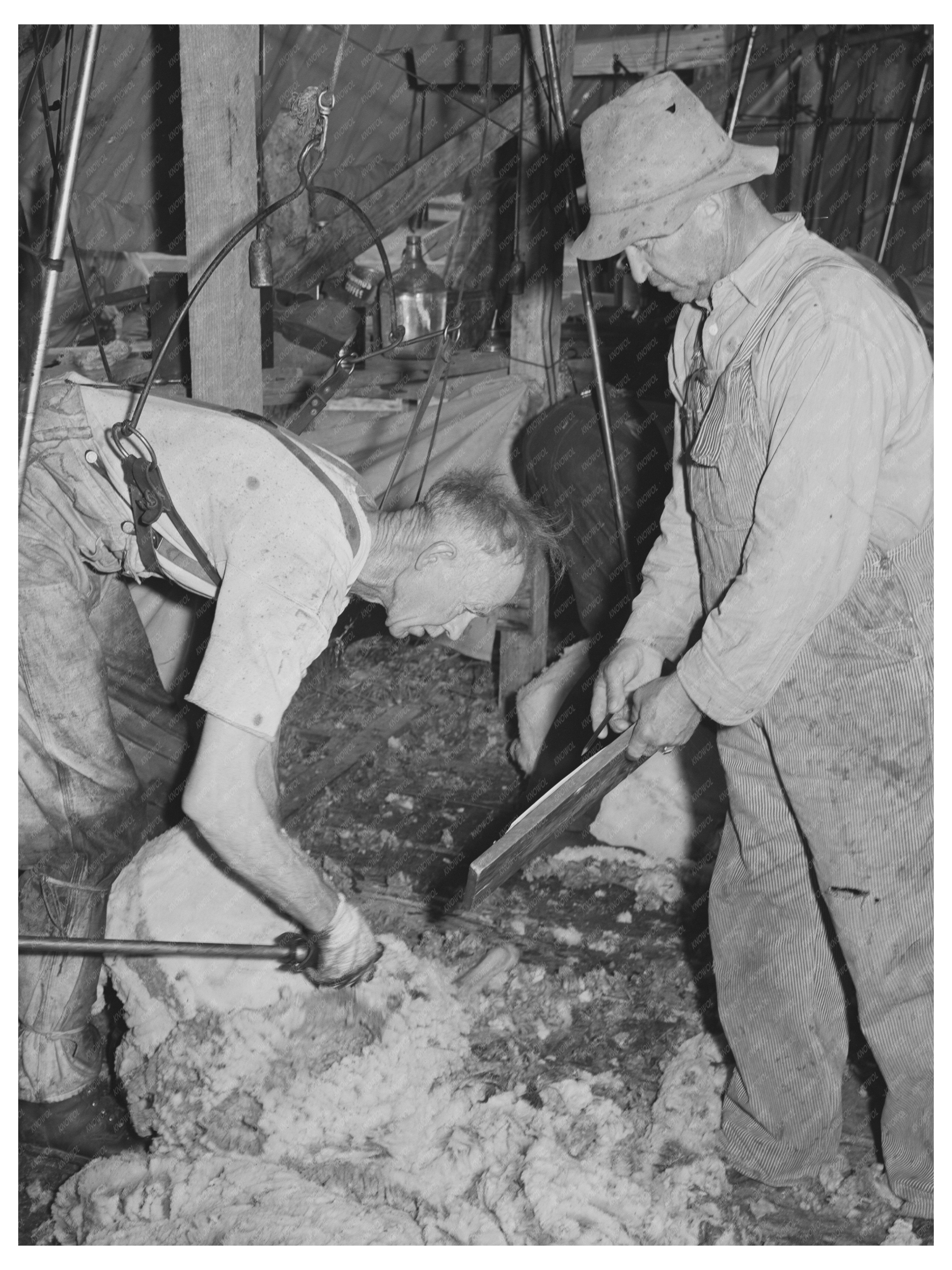 Sheep Shearing with Electric Shearer Malheur County 1941