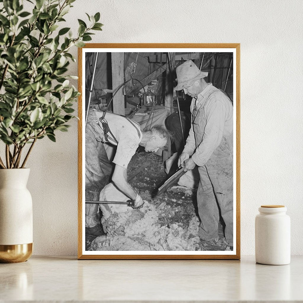 Sheep Shearing with Electric Shearer Malheur County 1941