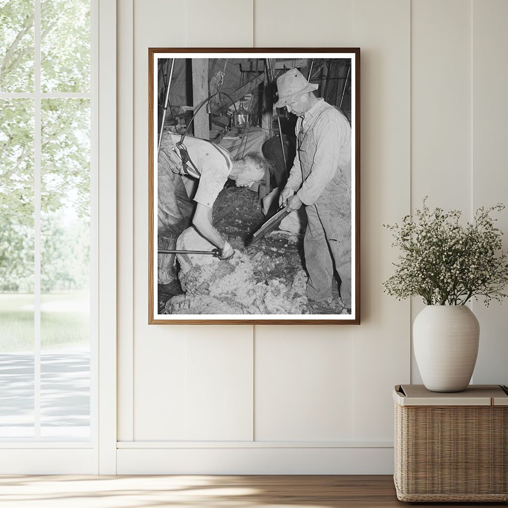 Sheep Shearing with Electric Shearer Malheur County 1941