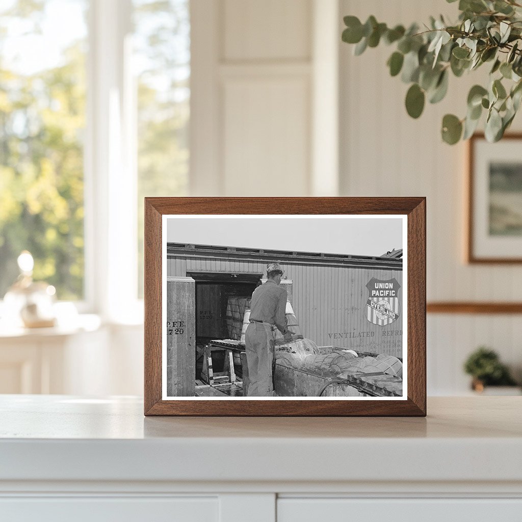 Lettuce Packing in Refrigerator Cars Nampa Idaho June 1941