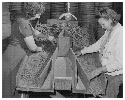 Grading Peas for Shipment in Nampa Idaho June 1941