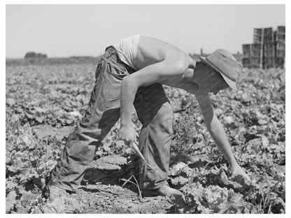 1941 Vintage Image of Lettuce Harvesting in Idaho Field