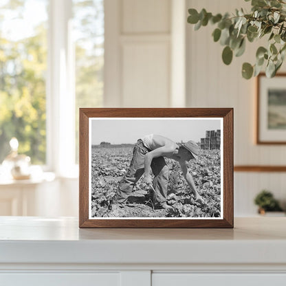 1941 Vintage Image of Lettuce Harvesting in Idaho Field