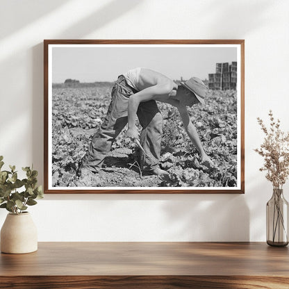 1941 Vintage Image of Lettuce Harvesting in Idaho Field