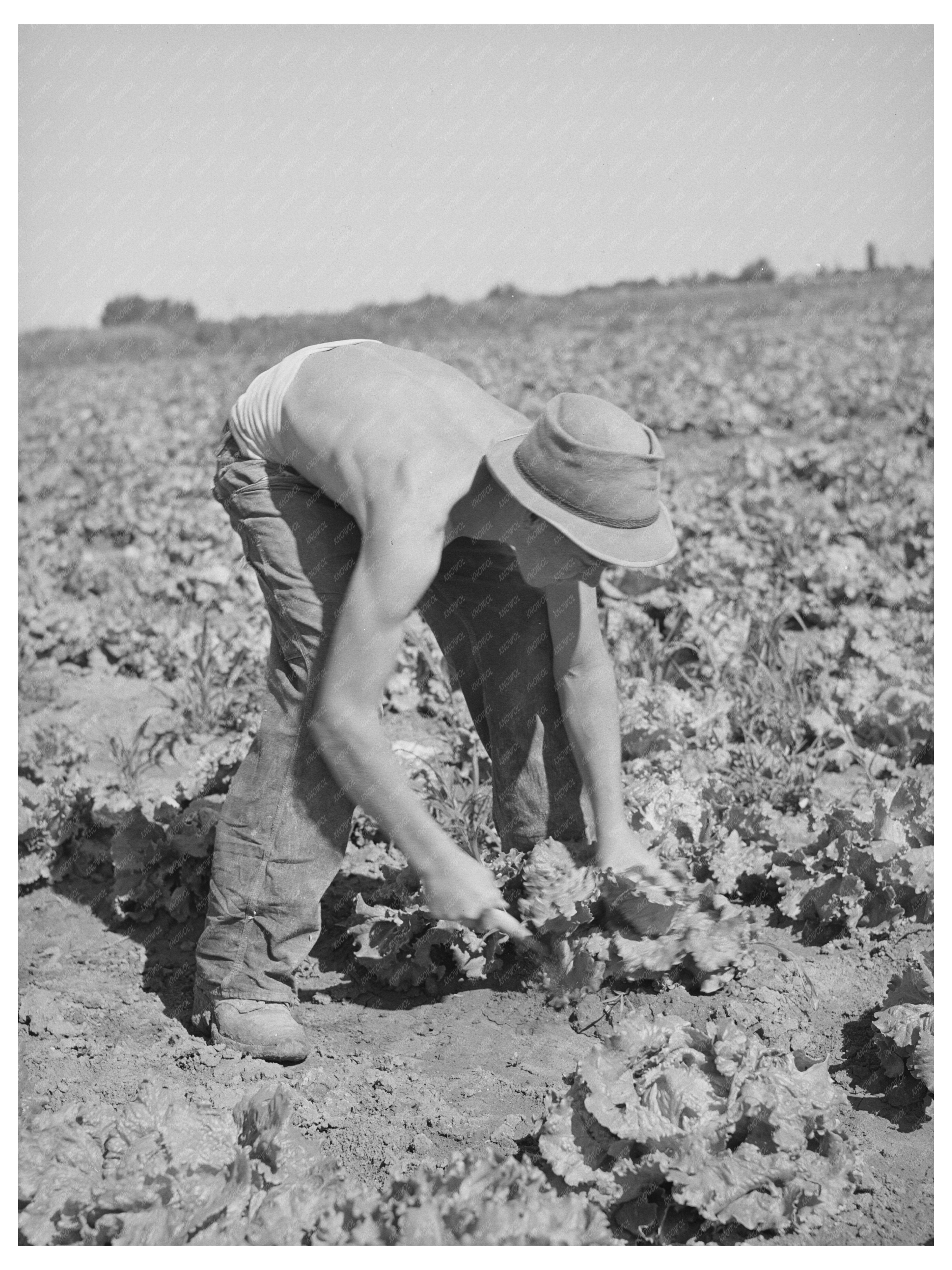 Farmworkers Cutting Lettuce in Idaho 1941