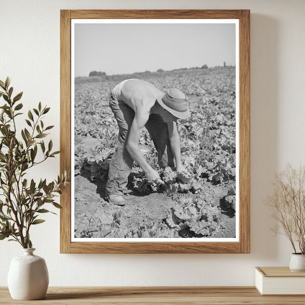 Farmworkers Cutting Lettuce in Idaho 1941