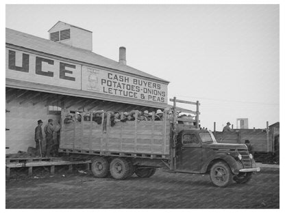 High School Students Picking Peas Idaho June 1941