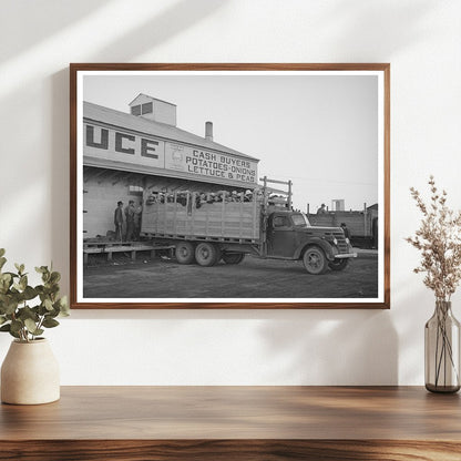 High School Students Picking Peas Idaho June 1941