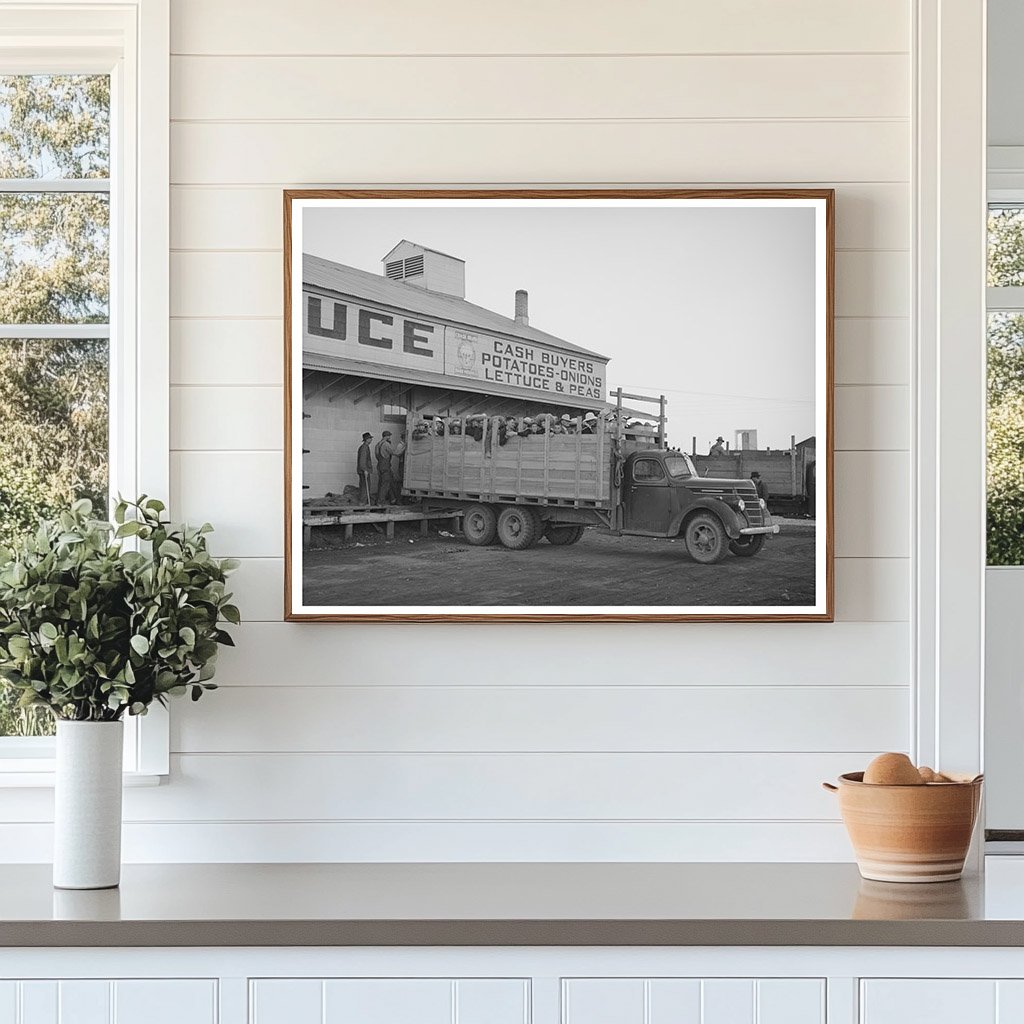 High School Students Picking Peas Idaho June 1941