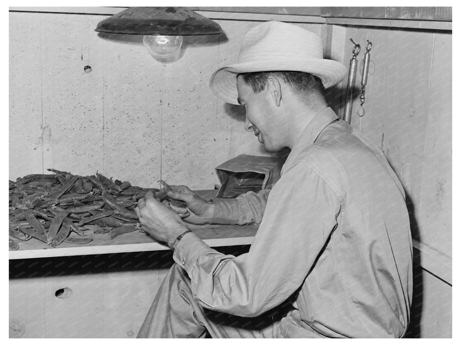 State Inspector Examining Peas Canyon County Idaho 1941
