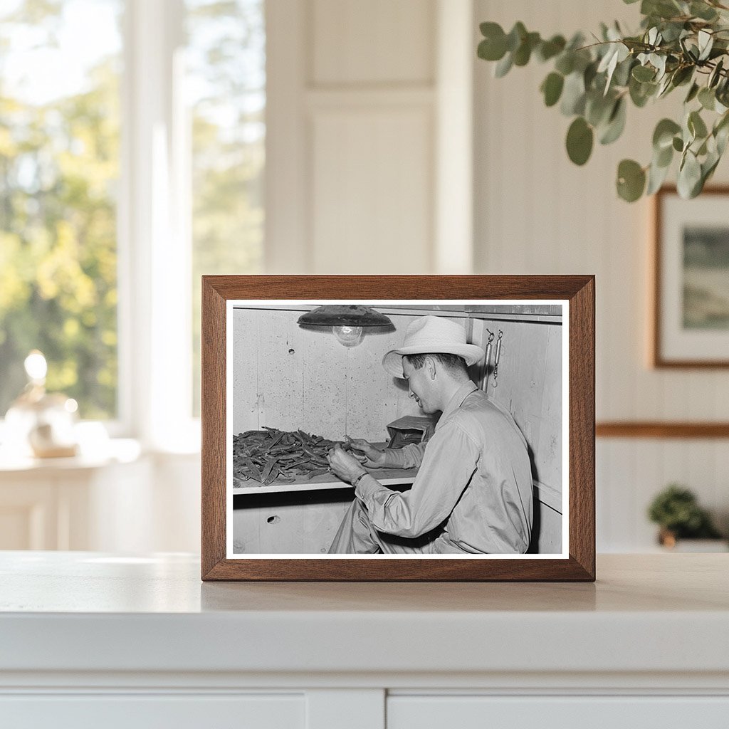 State Inspector Examining Peas Canyon County Idaho 1941