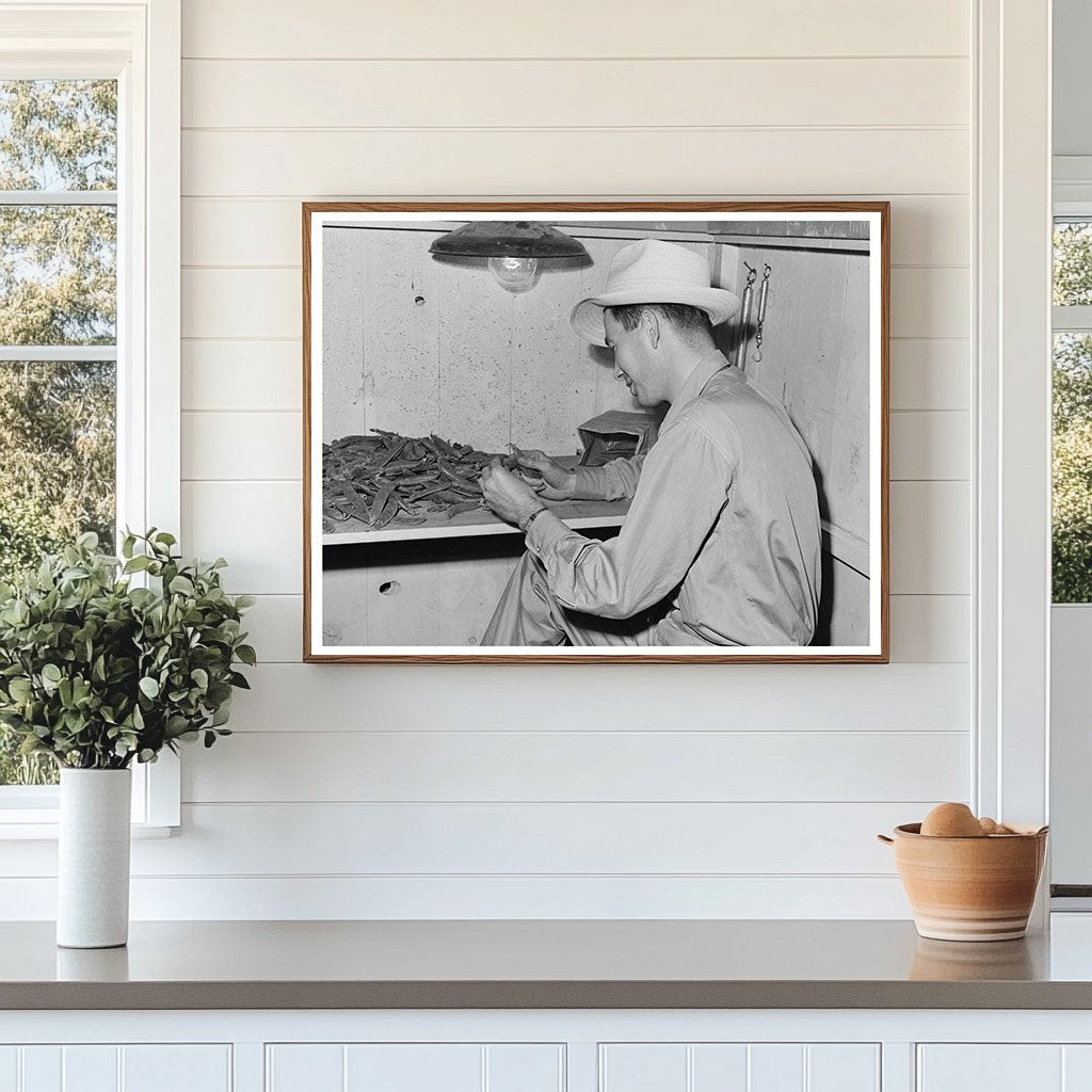 State Inspector Examining Peas Canyon County Idaho 1941