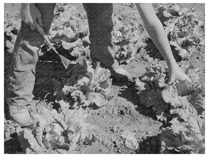 Workers Cutting Lettuce in Canyon County Idaho June 1941