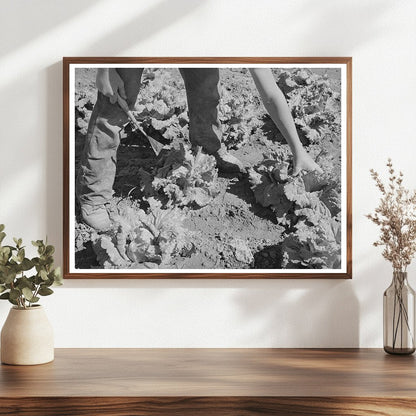 Workers Cutting Lettuce in Canyon County Idaho June 1941