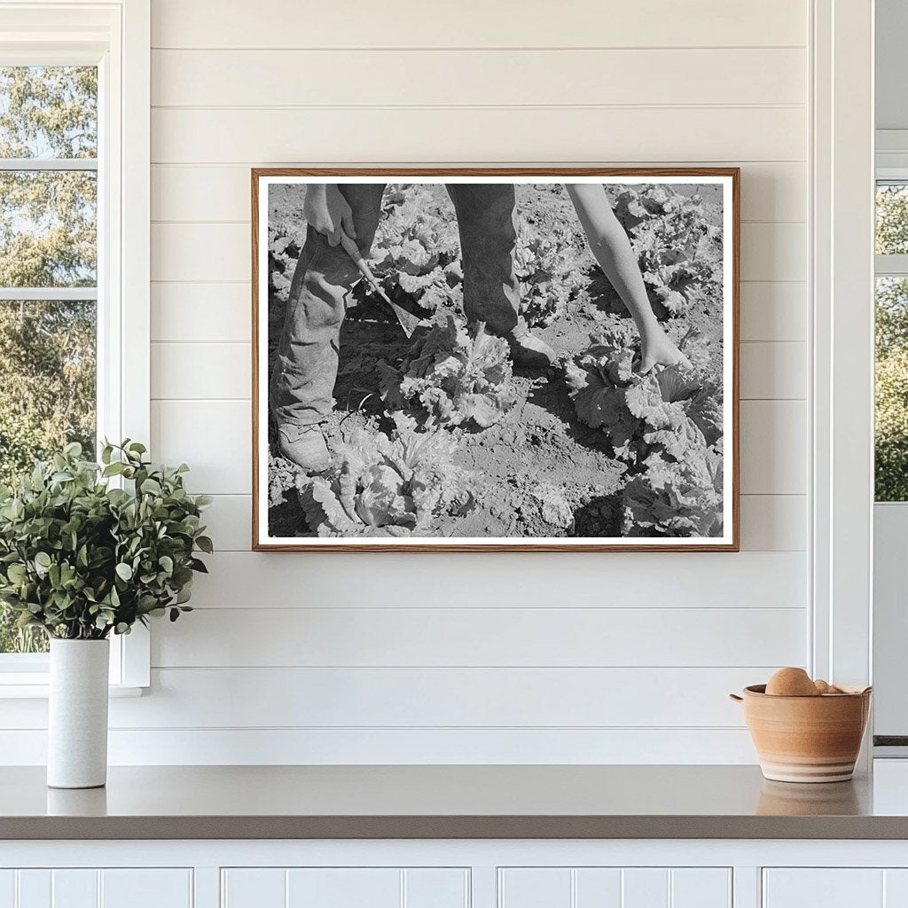 Workers Cutting Lettuce in Canyon County Idaho June 1941