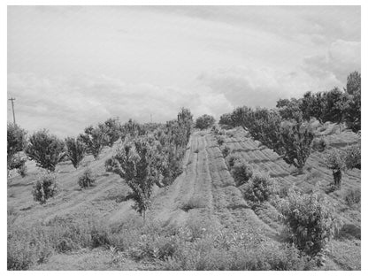 Canyon County Idaho Orchard June 1941 Vintage Photo