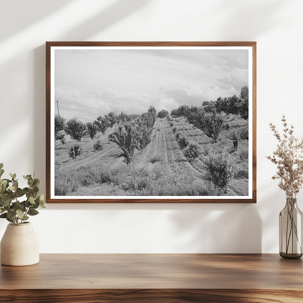Canyon County Idaho Orchard June 1941 Vintage Photo