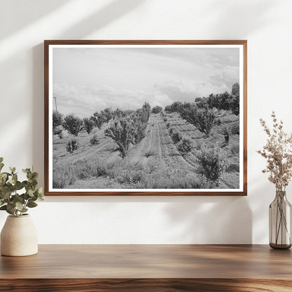 Canyon County Idaho Orchard June 1941 Vintage Photo