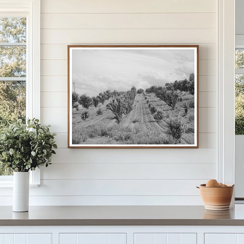 Canyon County Idaho Orchard June 1941 Vintage Photo