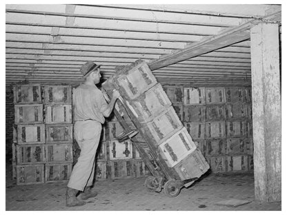 Lettuce Transport to Refrigerated Cars Canyon County 1941