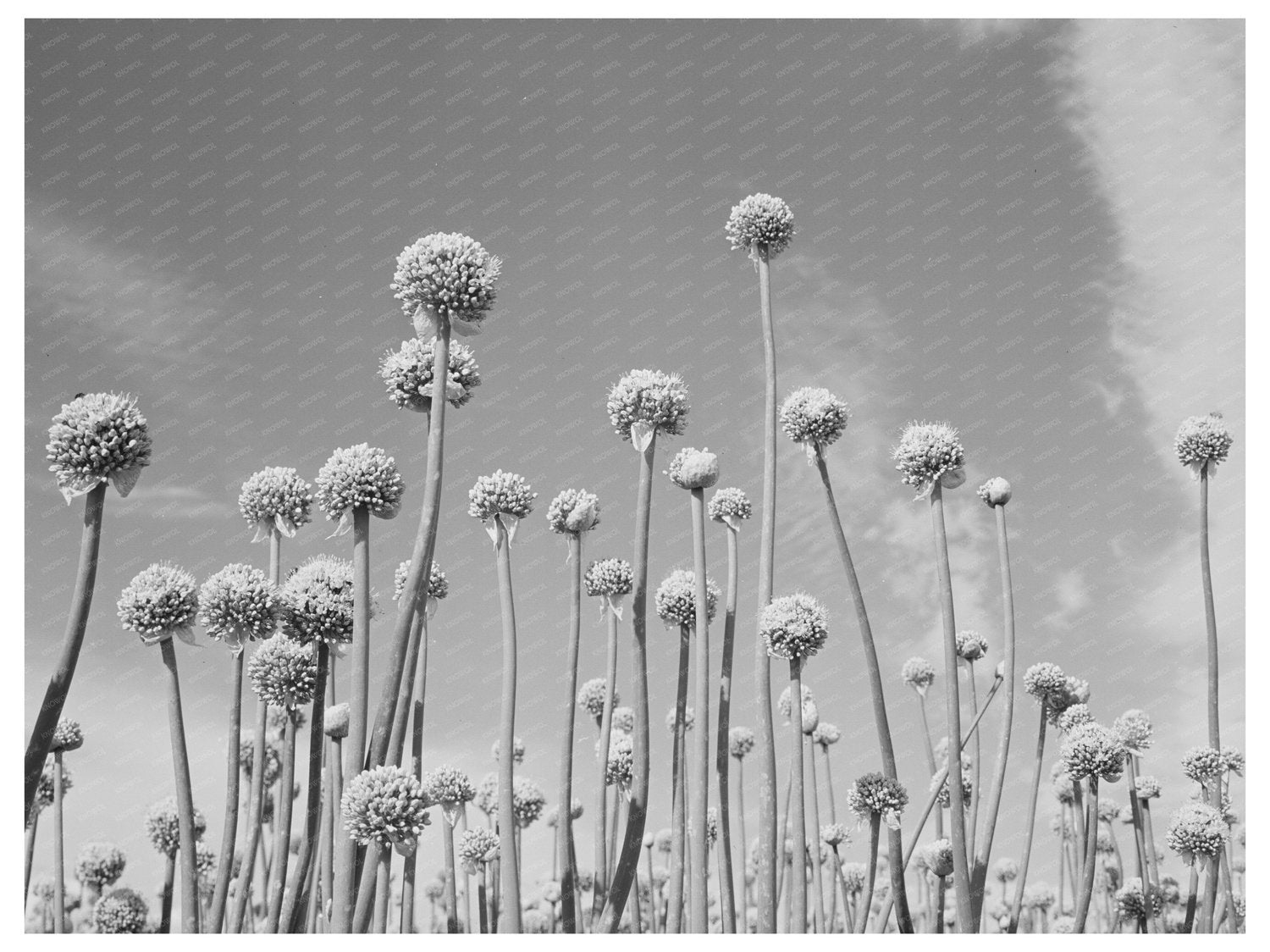 Onion Plants Going to Seed Canyon County Idaho 1941
