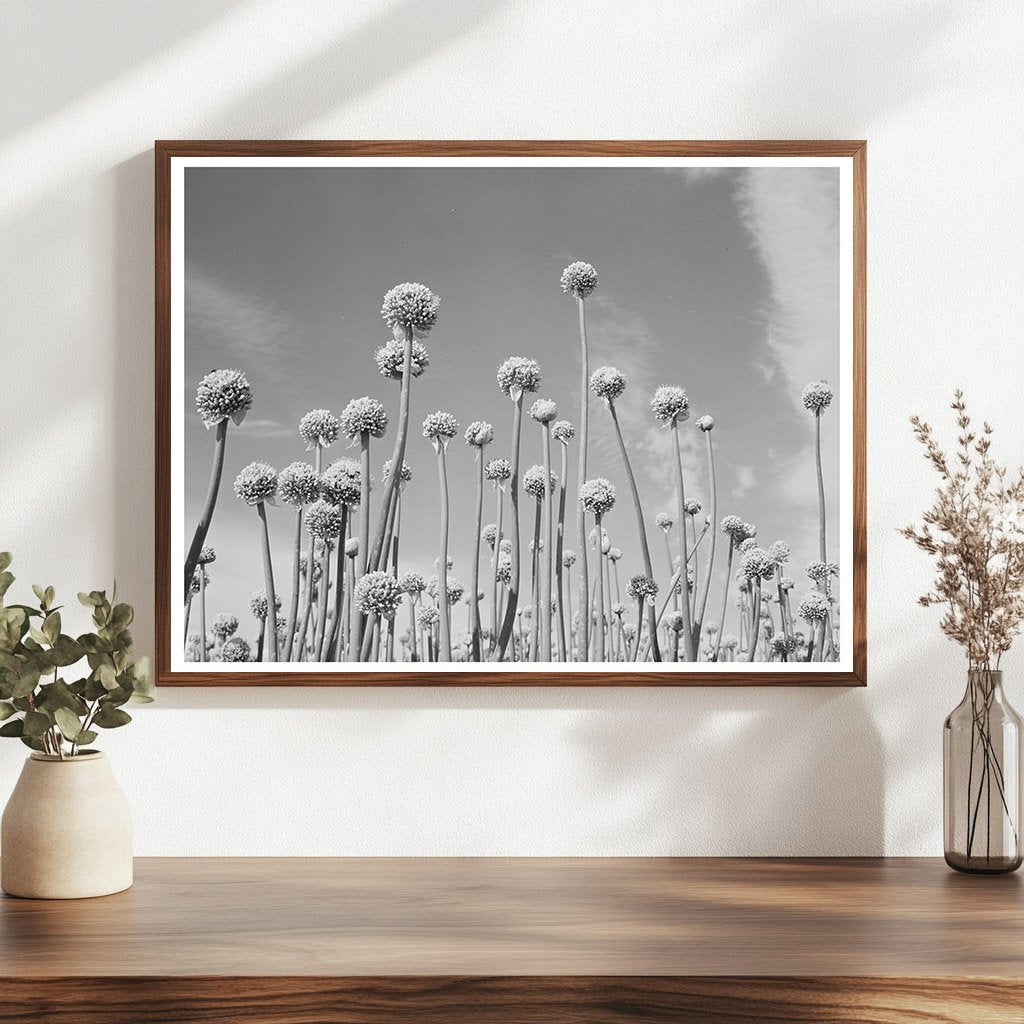 Onion Plants Going to Seed Canyon County Idaho 1941