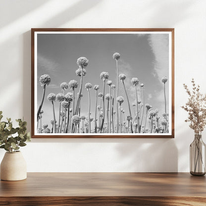 Onion Plants Going to Seed Canyon County Idaho 1941