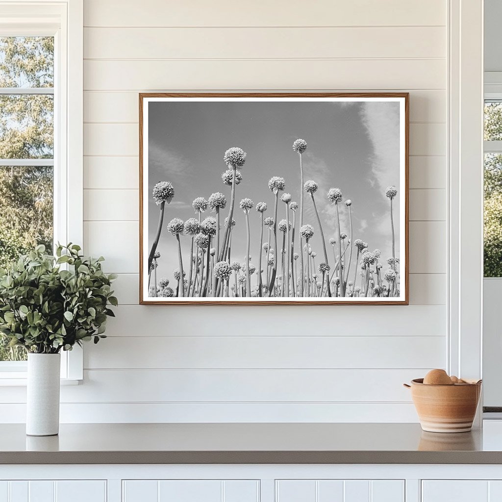 Onion Plants Going to Seed Canyon County Idaho 1941