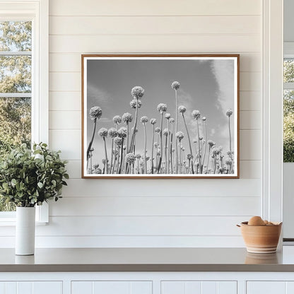 Onion Plants Going to Seed Canyon County Idaho 1941