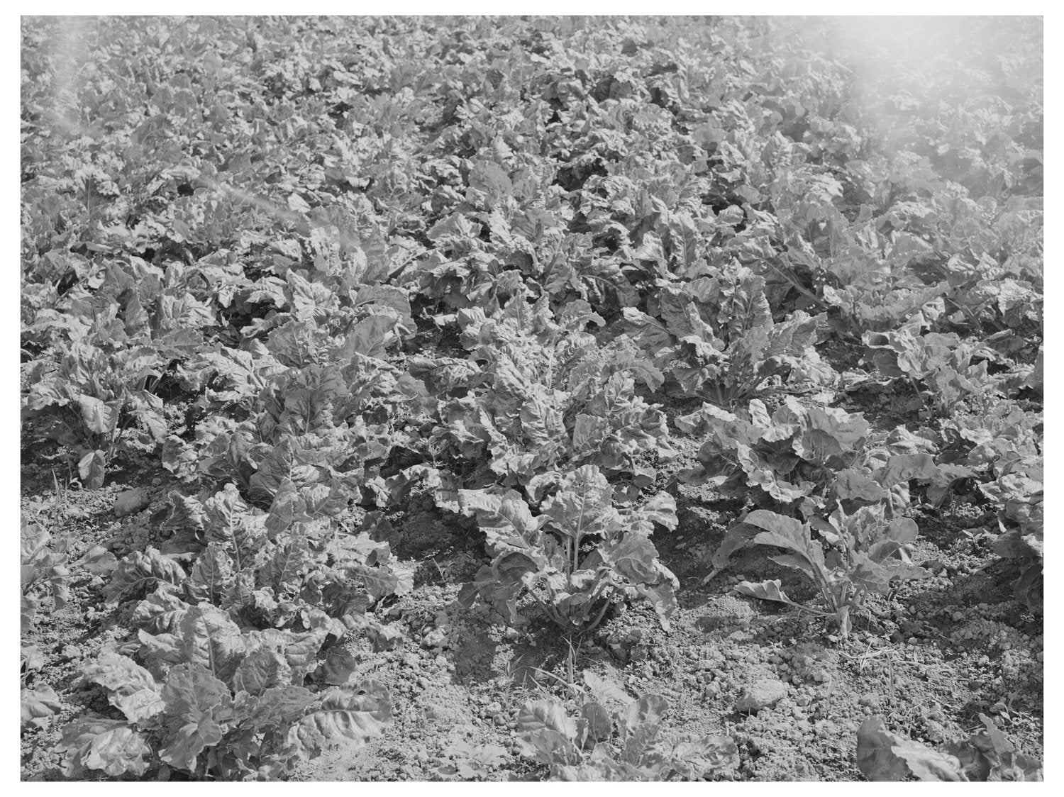 Canyon County Idaho Lettuce Cutting Scene June 1941