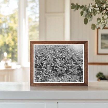Canyon County Idaho Lettuce Cutting Scene June 1941
