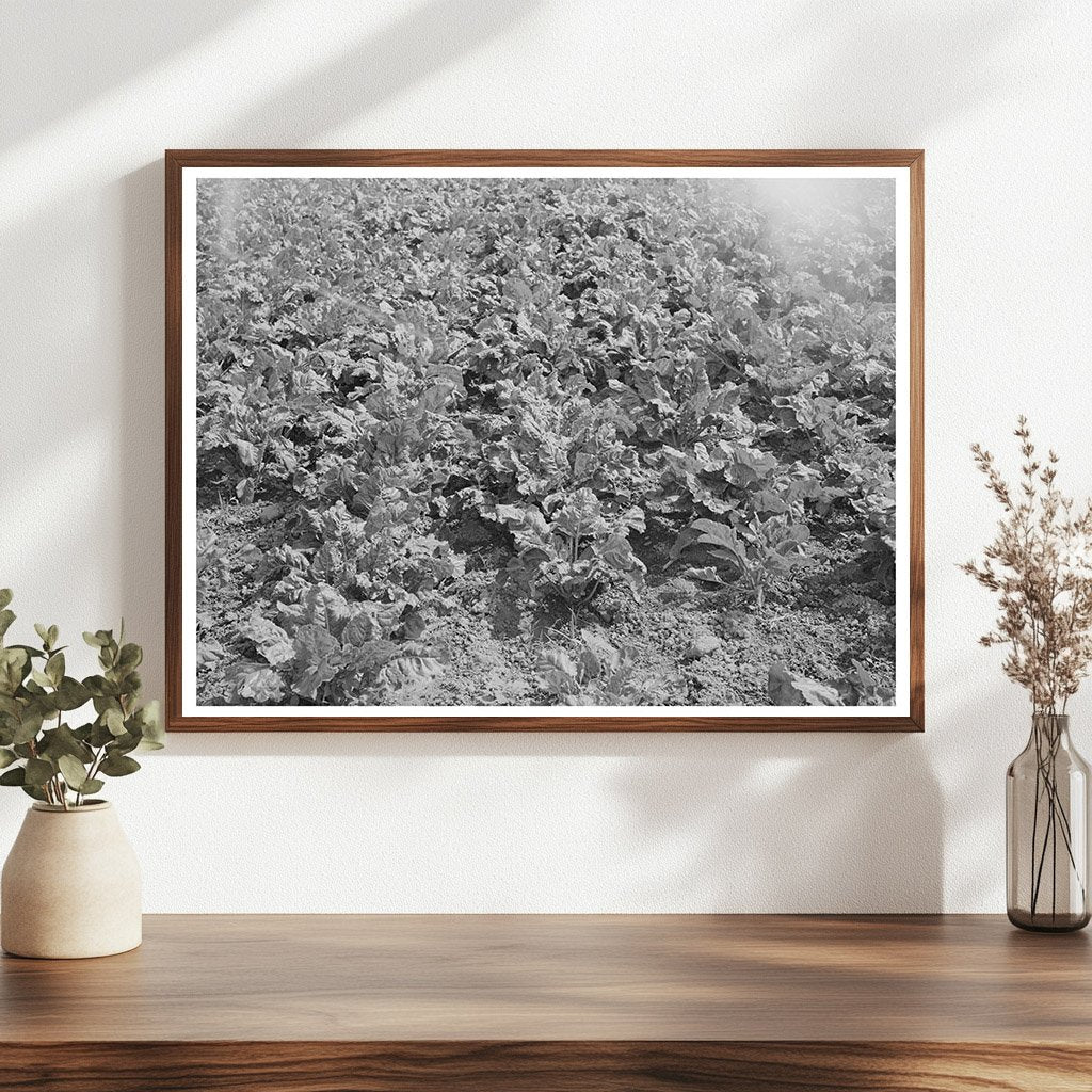 Canyon County Idaho Lettuce Cutting Scene June 1941