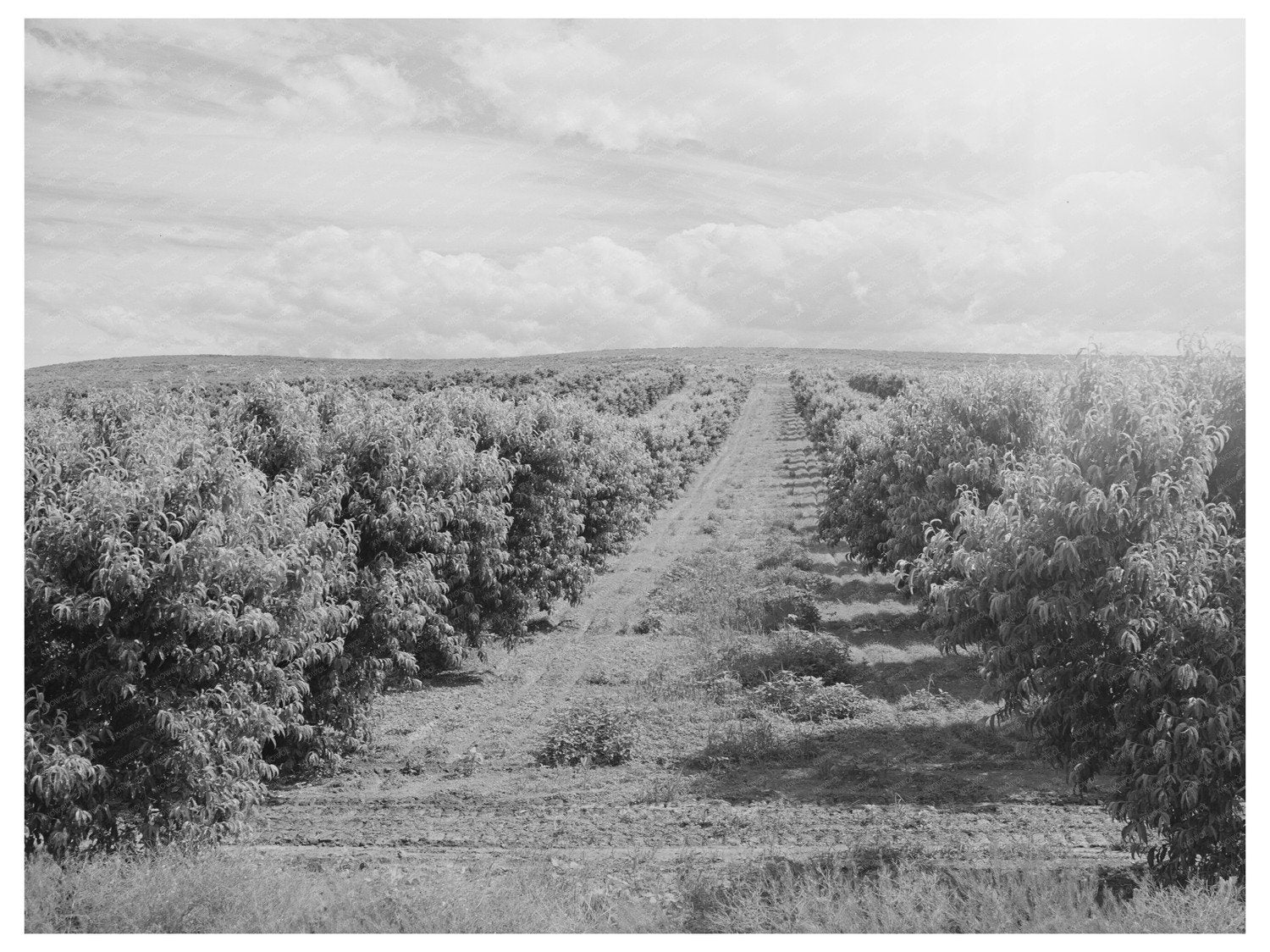 Canyon County Idaho Peach Orchard June 1941 Image
