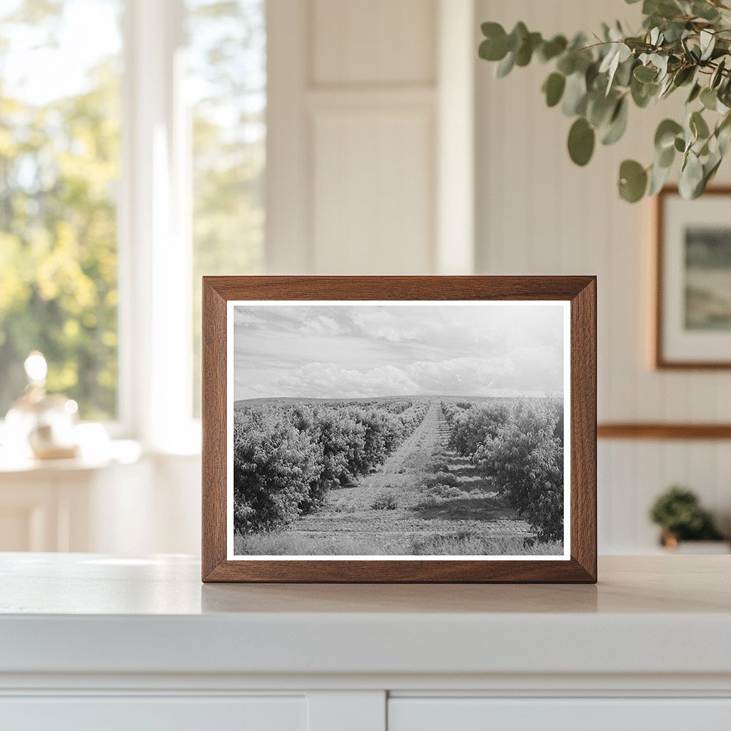 Canyon County Idaho Peach Orchard June 1941 Image