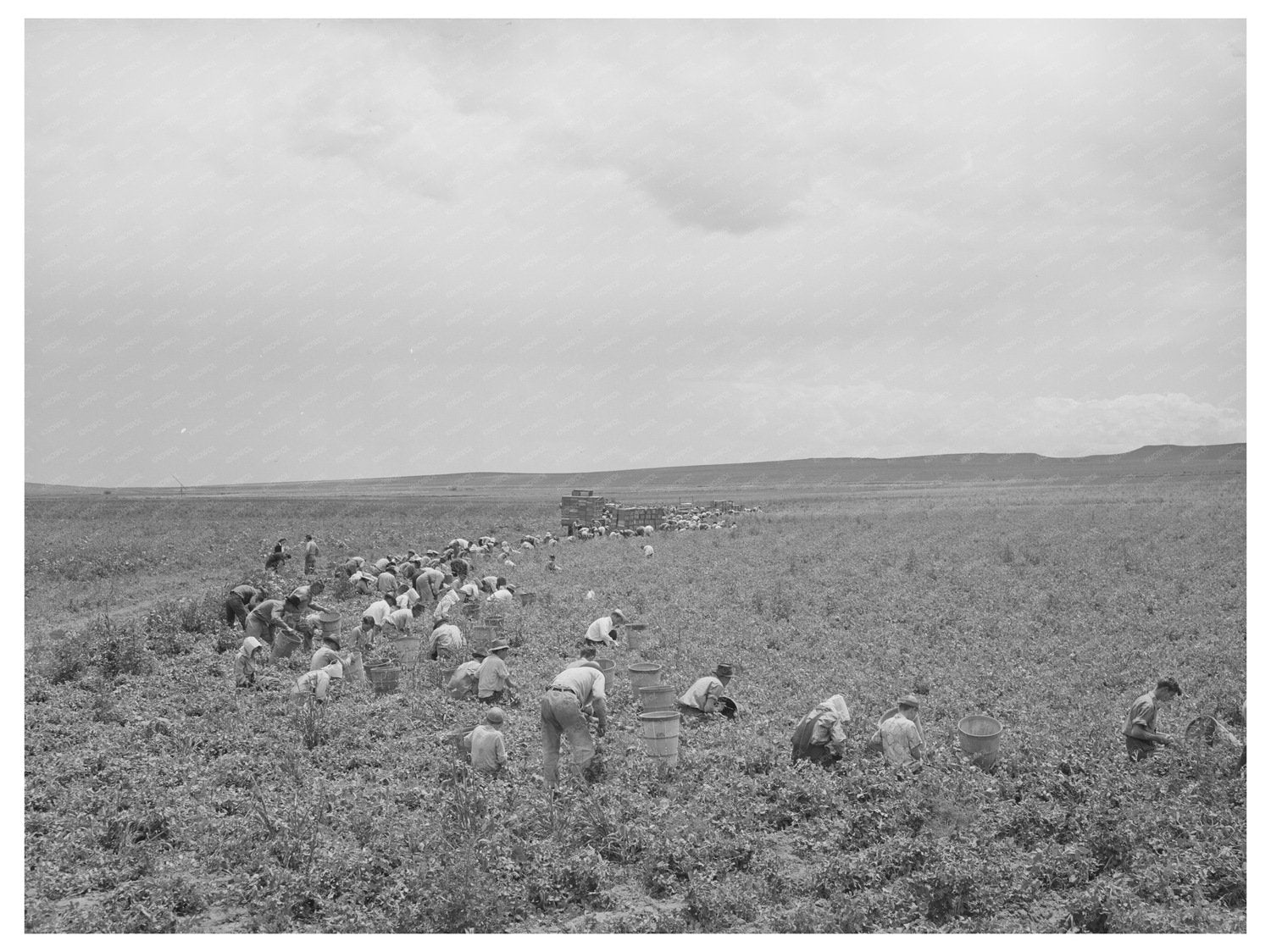 Field Laborers Picking Peas Canyon County Idaho June 1941