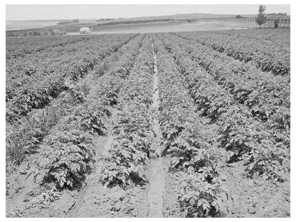 Irrigated Potato Field in Canyon County Idaho June 1941