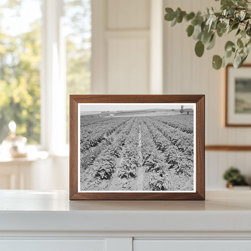 Irrigated Potato Field in Canyon County Idaho June 1941