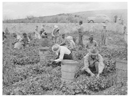 Pea Pickers Working in Canyon County Idaho 1941