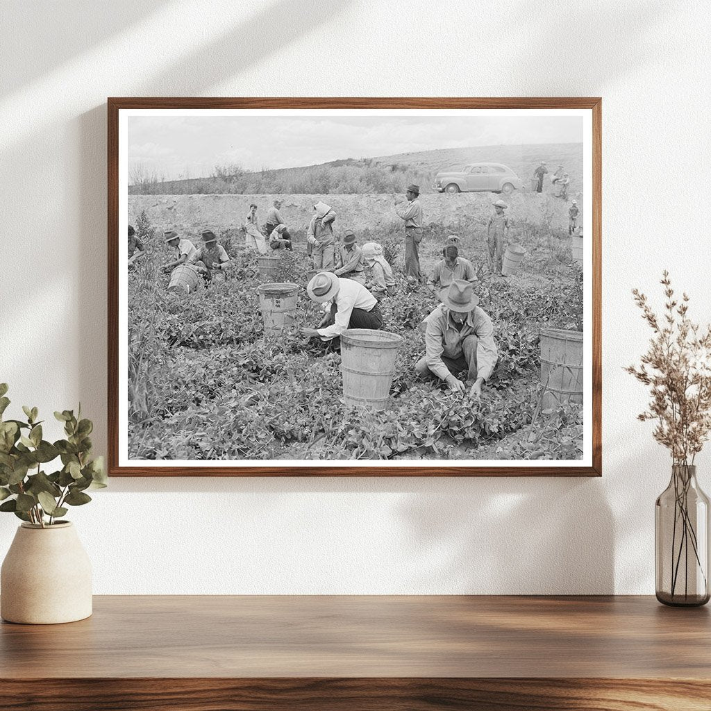 Pea Pickers Working in Canyon County Idaho 1941